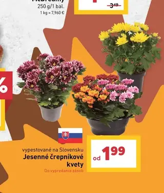 Jesenné črepníkové kvety