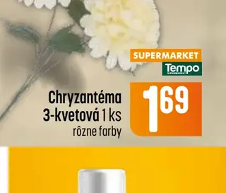 Chryzantéma 3-kvetová 1 ks