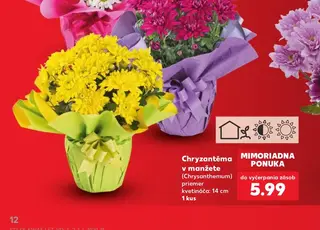 Chryzantéma v manžete