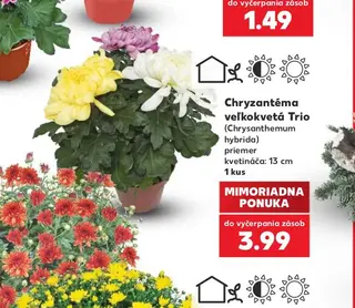 Chryzantéma veľkokvetá Trio