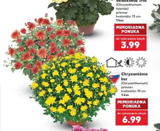 Chryzantéma ker