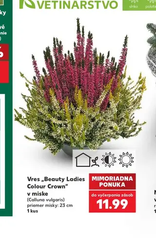 Vres „Beauty Ladies Colour Crown“ v miske