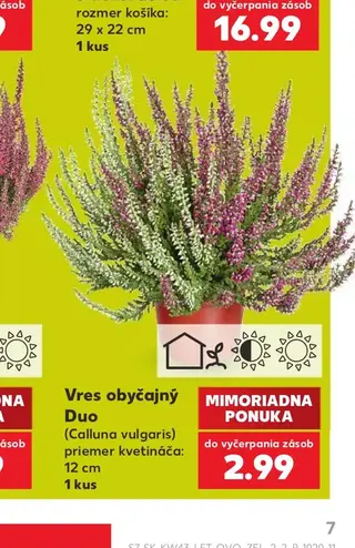 Vres obyčajný Duo