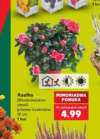 Azalka