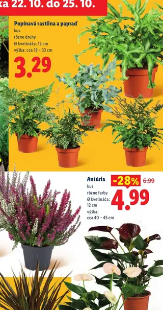 Popínavá rastlina a papraď