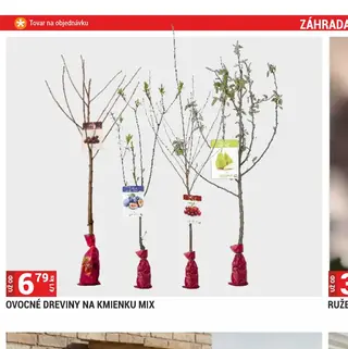 Ovocné dreviny na kmienku mix