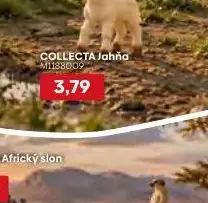 COLLECTA Jahňa