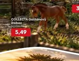 COLLECTA Gaštanový žrebec
