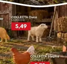 COLLECTA Ovca